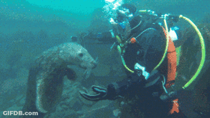 Spinning Seal With Scuba Diver GIF