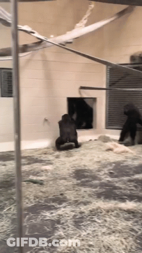 Spinning Showing Behind Gorilla Monkey GIF