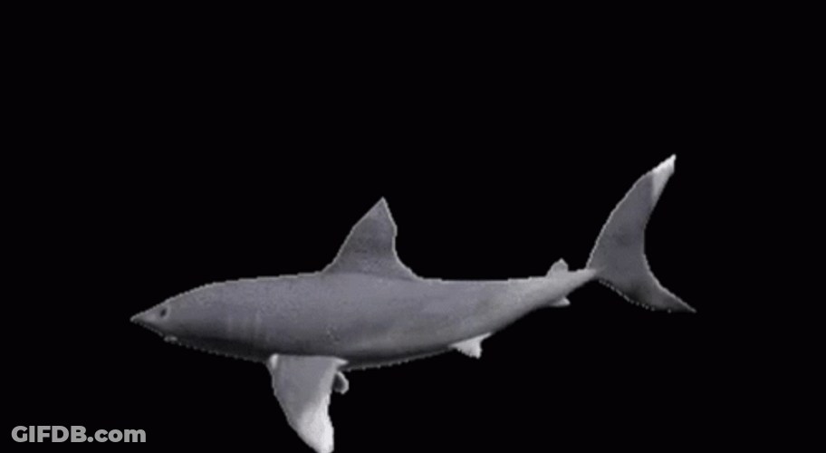 Spinning Silver Shark Fish Dark Backdrop GIF