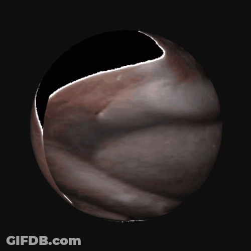 Spinning Sphere Monkey Orangutan Image GIF