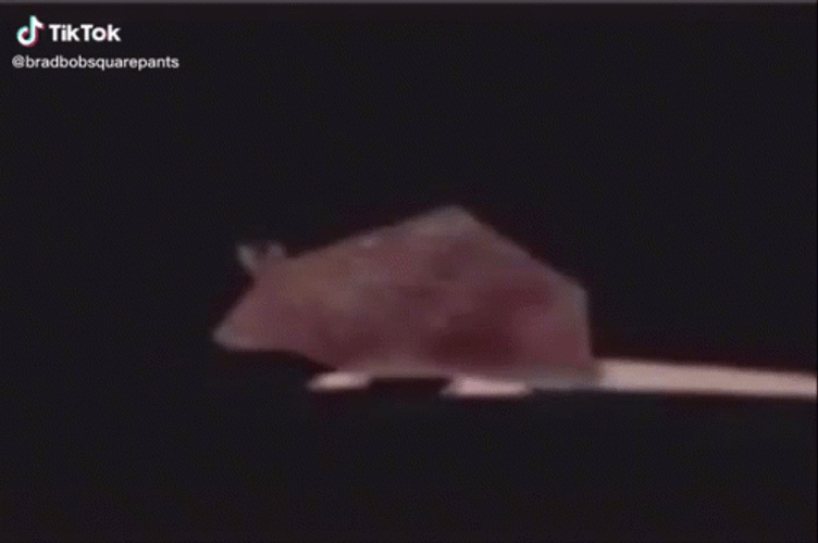 Spinning TikTok Rat Long Tail GIF