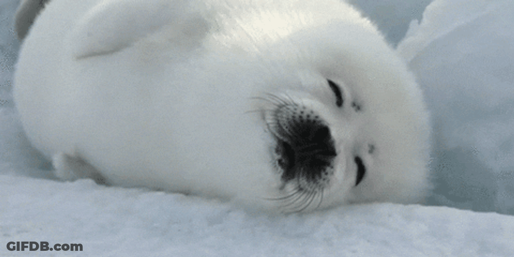 Spinning White Seal GIF