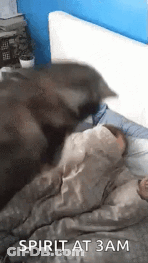 Spirit Adhd At 3Am GIF