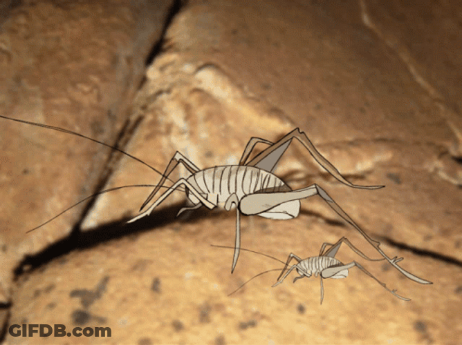 Spooky Crickets Animation GIF