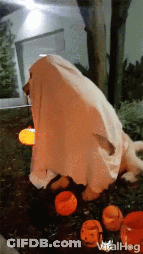 Spooky Ghost Costume In A Golden Retriever GIF