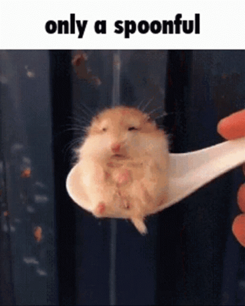 Spoonful Of Hampter Cuteness GIF