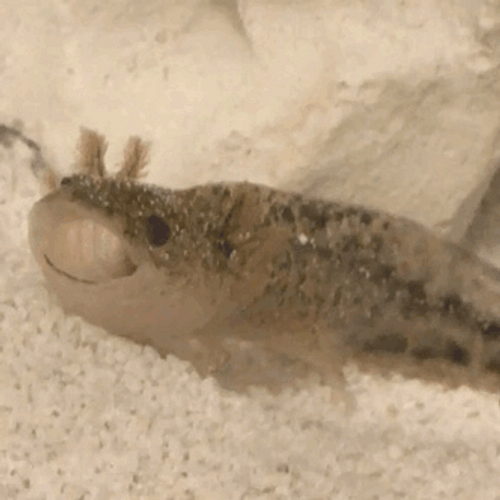 Spotted Axolotl Resting GIF