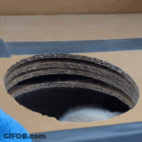 Spotted Cat Lurking GIF