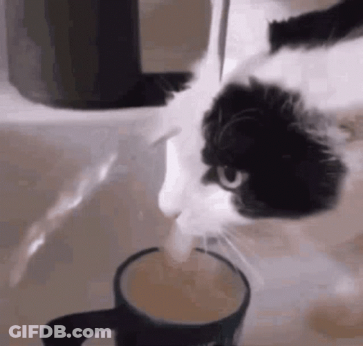 Spout Weird Cat GIF