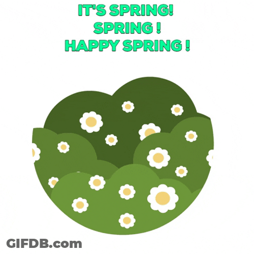 Spring Break Pants Bear Peeking GIF