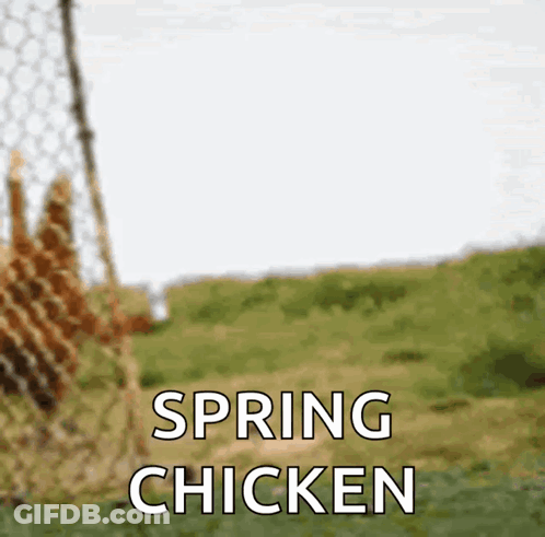 Spring Chicken Behind Wire Fence GIF
