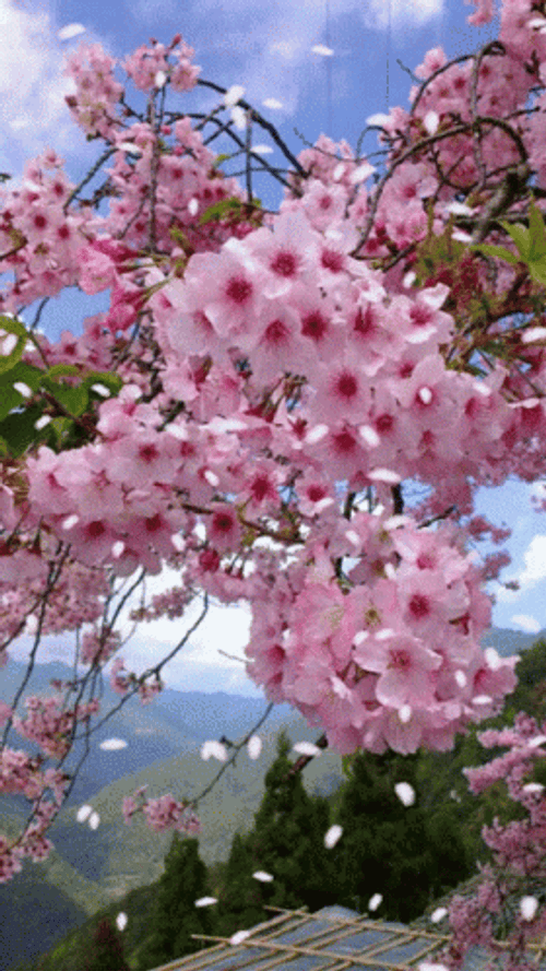 Spring Flowers Falling GIF