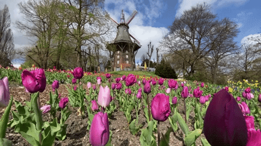 Spring Tulip Flower Garden GIF