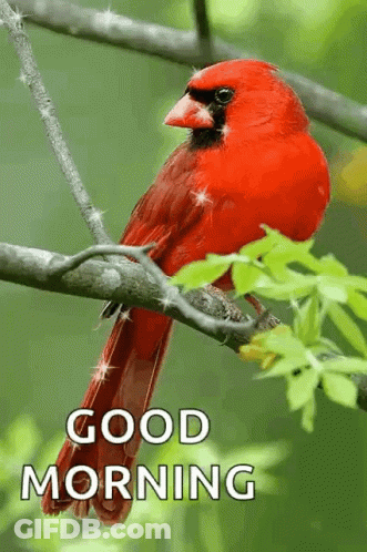 Springfield Cardinals Player Arms Up In Dugout GIF