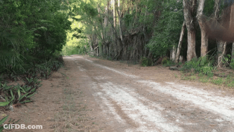 Sprinting Running Away In Forest GIF