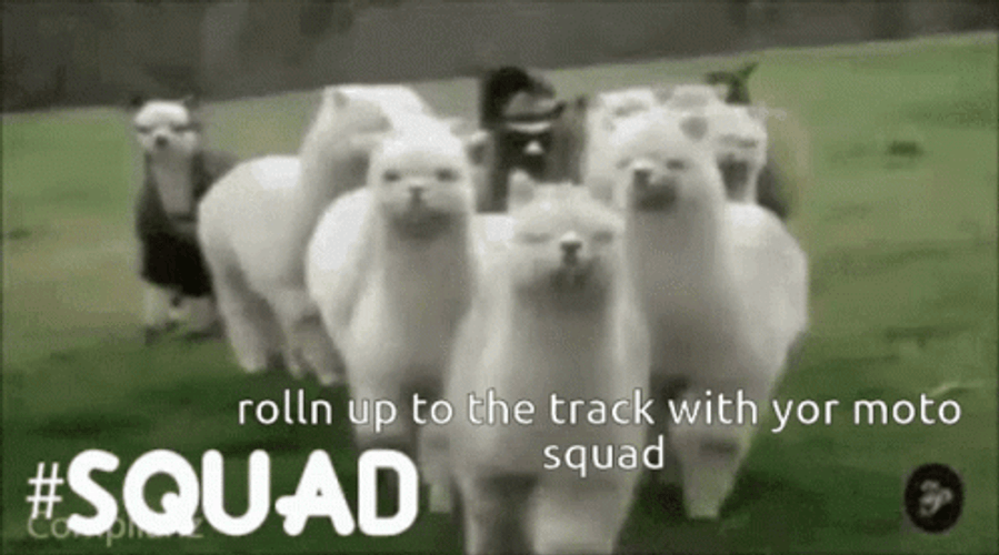 Squad Llama Rolling Up GIF