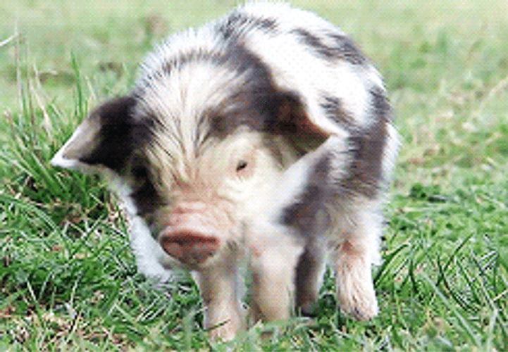 Squeal Like A Baby Pig Walking GIF