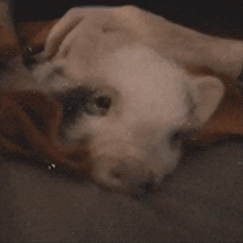 Squeal Like A Cutie Pig GIF