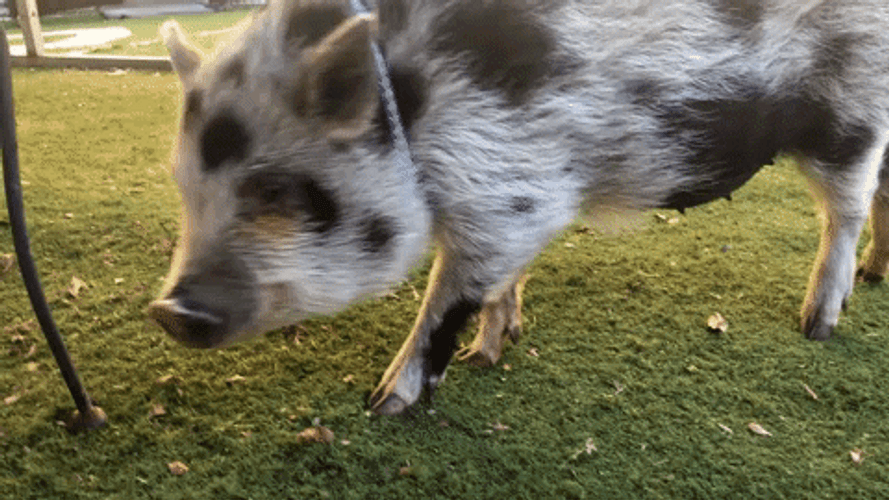 Squeal Like A Dotted Pig GIF