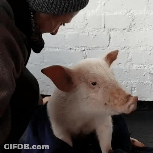 Squeal Like A Pig Feeling Fresh GIF