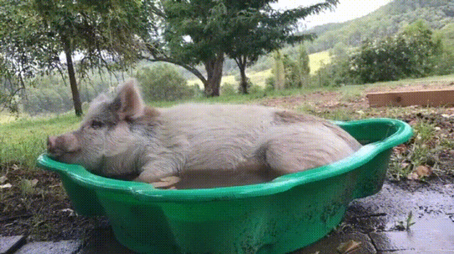 Squeal Like A Pig In The Bath Tub GIF