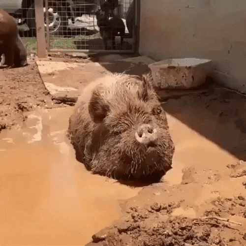 Squeal Like A Pig In The Mud GIF