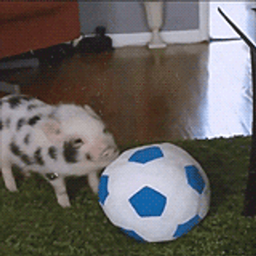 Squeal Like A Pig Playing Football GIF