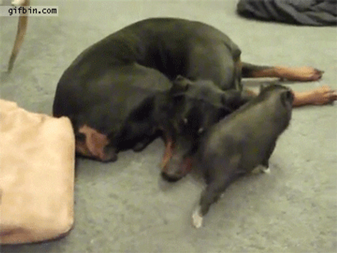 Squeal Like A Pig Playing With Dog GIF