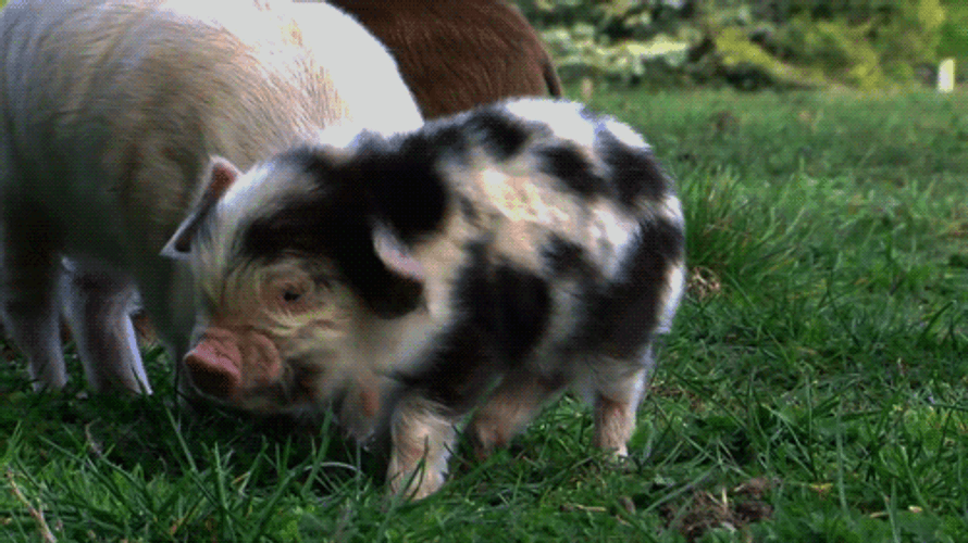 Squeal Like A Pig Shake It Off GIF