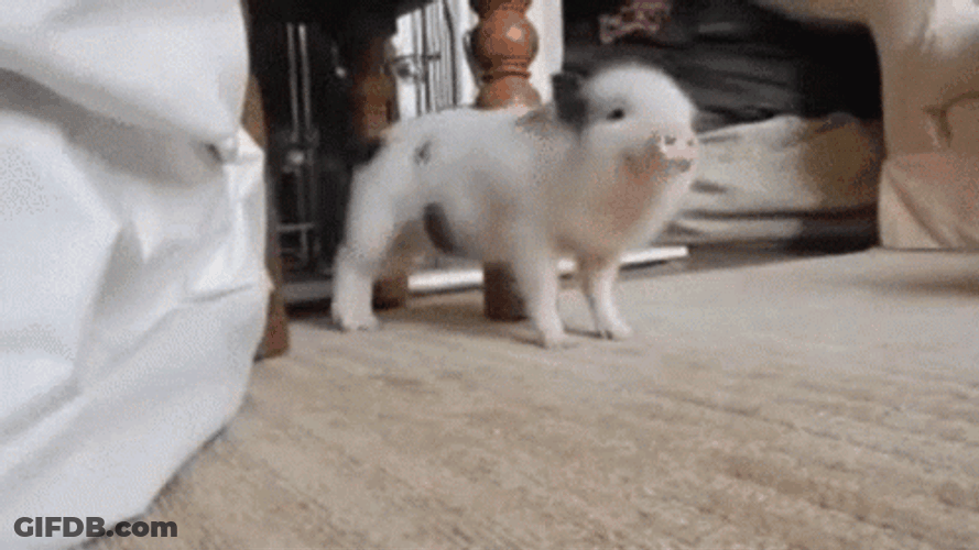 Squeal Like A Pig While Dancing GIF