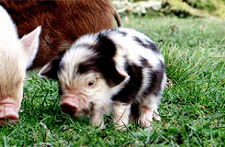 Squeal Like A White And Dotted Pig GIF