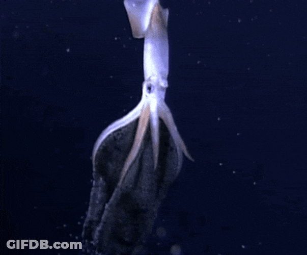 Squid Big Squid GIF