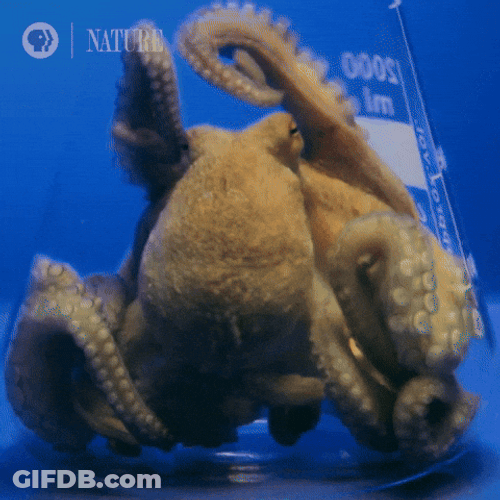 Squid Crumple Its Body GIF