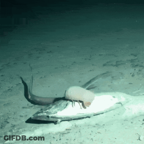 Squid Laying On Paper In Ocean GIF