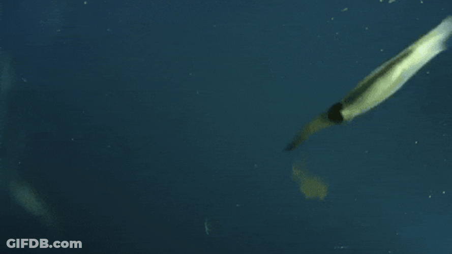 Squid Self Defense GIF