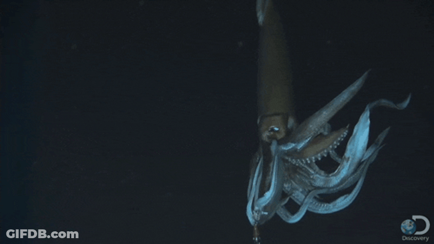 Squid Sinking In The Water GIF