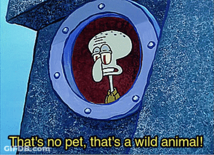 Squidward That's A Wild Animal GIF