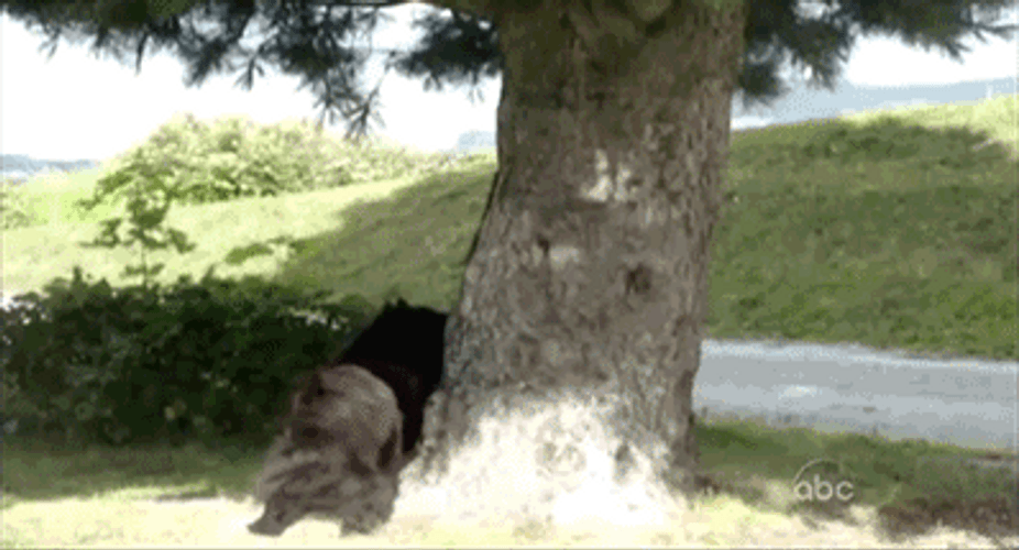 Squirrel And Dog Playing GIF