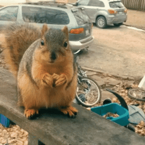 Squirrel Animal Munching GIF