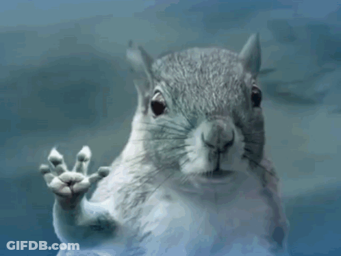 Squirrel Behind Glass With Paw Out GIF