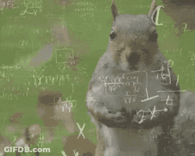 Squirrel Brain Math Calculation GIF