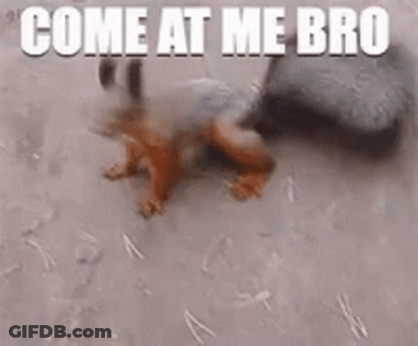 Squirrel Come At Me Bro GIF
