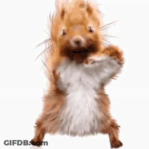 Squirrel Dance GIF