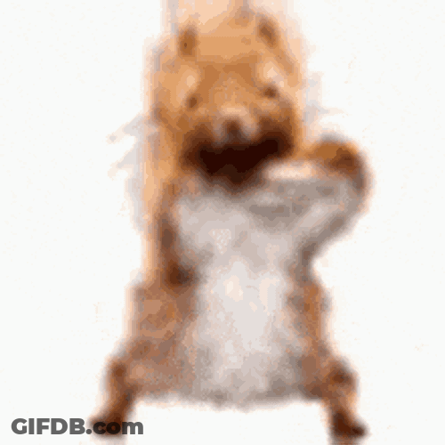 Squirrel Dance Squirrel Luois Hello GIF