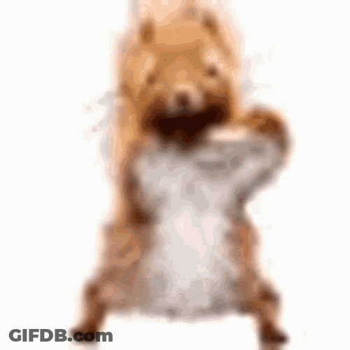 Squirrel Dancing GIF