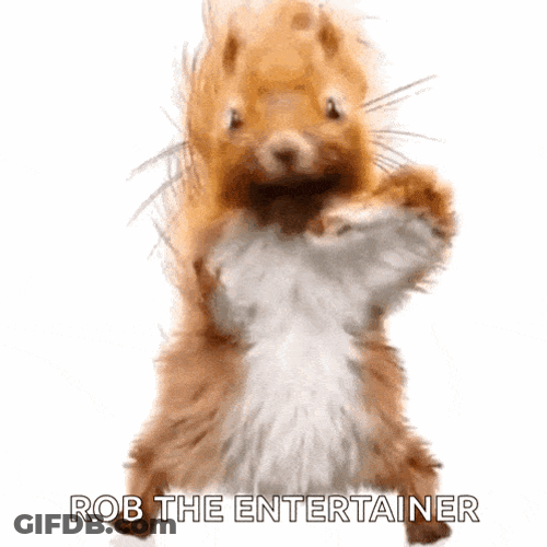Squirrel Dancing Squirrel GIF