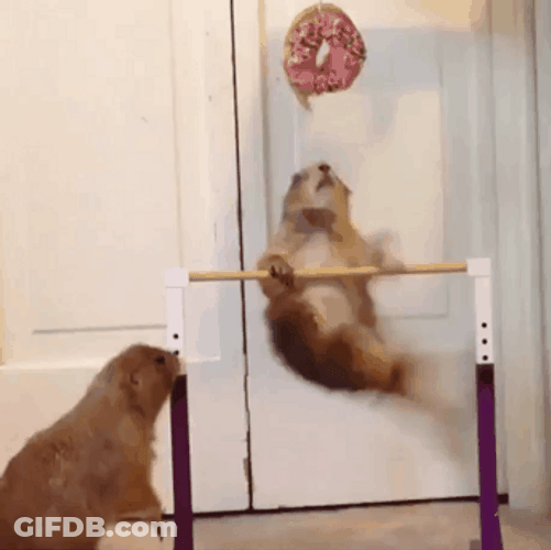 Squirrel Doughnut Workout Motivation GIF