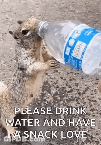 Squirrel Drinking Water From Bottle GIF