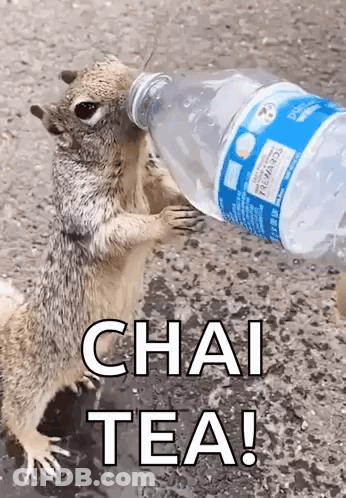 Squirrel Drinking Water GIF