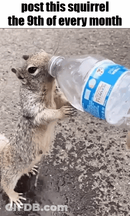 Squirrel Drinking Water GIF